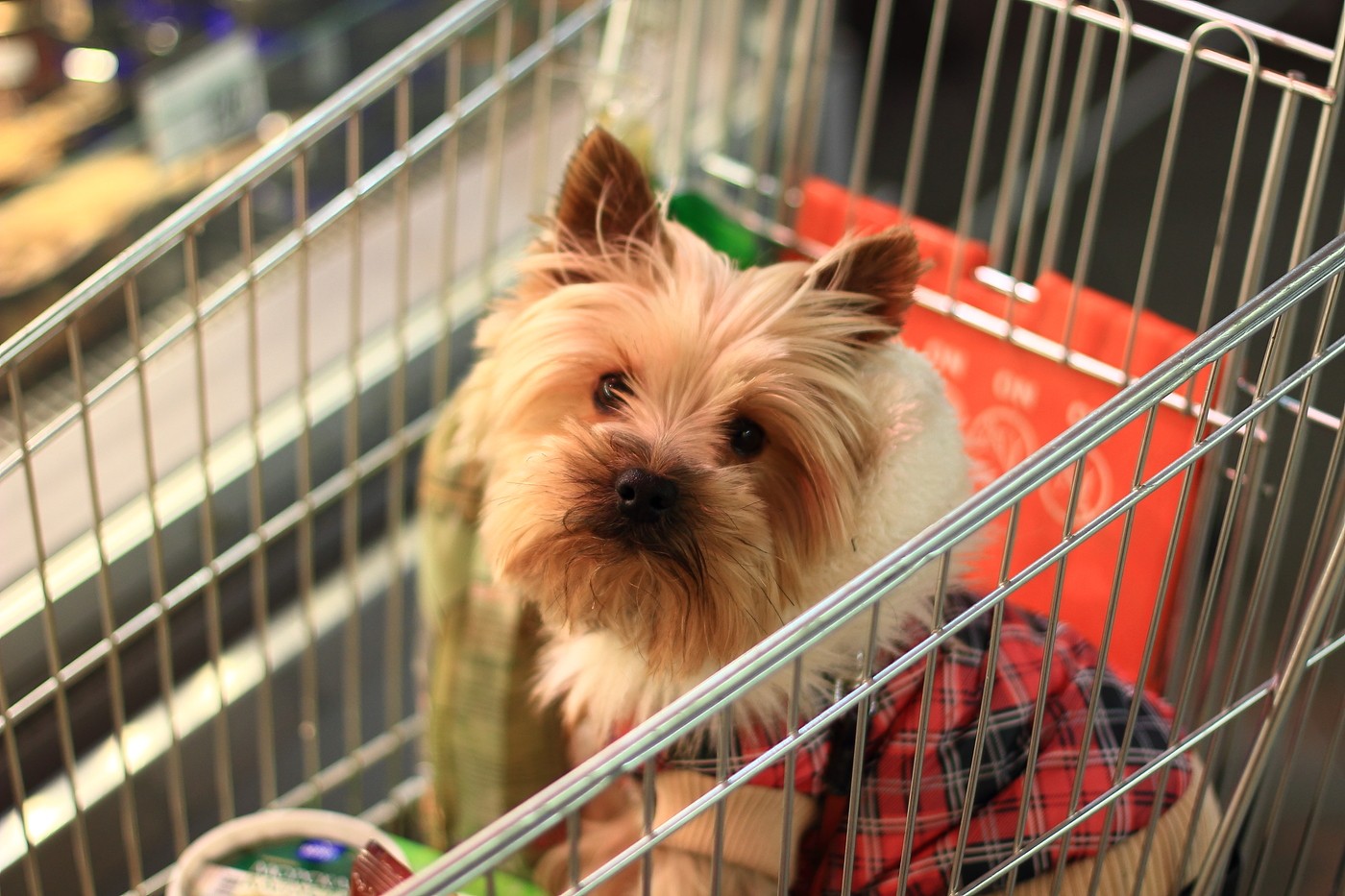 Посетители с маленькими собачками в продуктовых магазинах. Как к ним относиться.